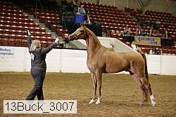 13buck_3007 proof