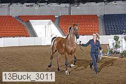 13buck_3011 proof