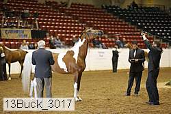 13buck_3017 proof