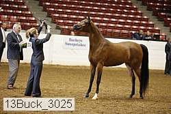 13buck_3025 proof