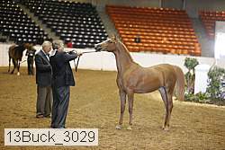13buck_3029 proof