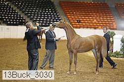 13buck_3030 proof