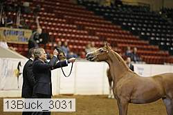 13buck_3031 proof