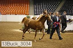 13buck_3034 proof