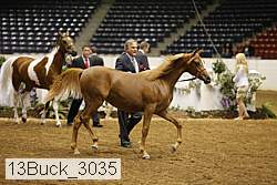 13buck_3035 proof