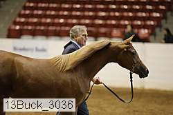 13buck_3036 proof