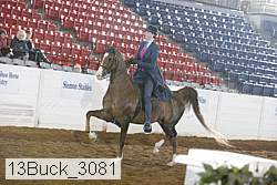13buck_3081 proof
