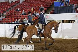 13buck_3743 proof