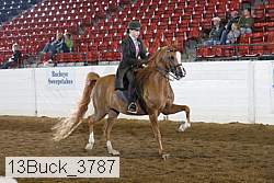 13buck_3787 proof