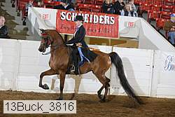 13buck_3816 proof