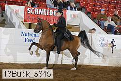 13buck_3845 proof