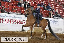 13buck_3877 proof