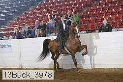 13buck_3978 proof
