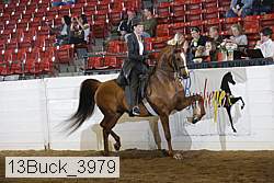 13buck_3979 proof