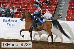 13buck_4286 proof