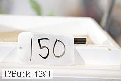 13buck_4291 proof