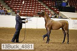 13buck_4881 proof