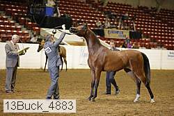 13buck_4883 proof