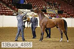 13buck_4885 proof
