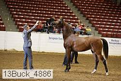 13buck_4886 proof
