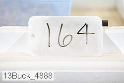 13buck_4888 proof
