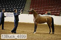13buck_4899 proof