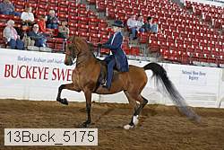 13buck_5175 proof