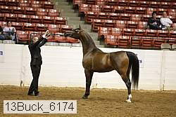 13buck_6174 proof