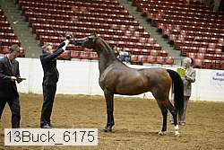 13buck_6175 proof