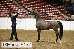 13buck_6177 proof