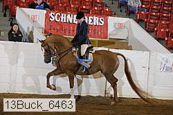 13buck_6463 proof