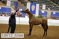 13r12_8384 proof