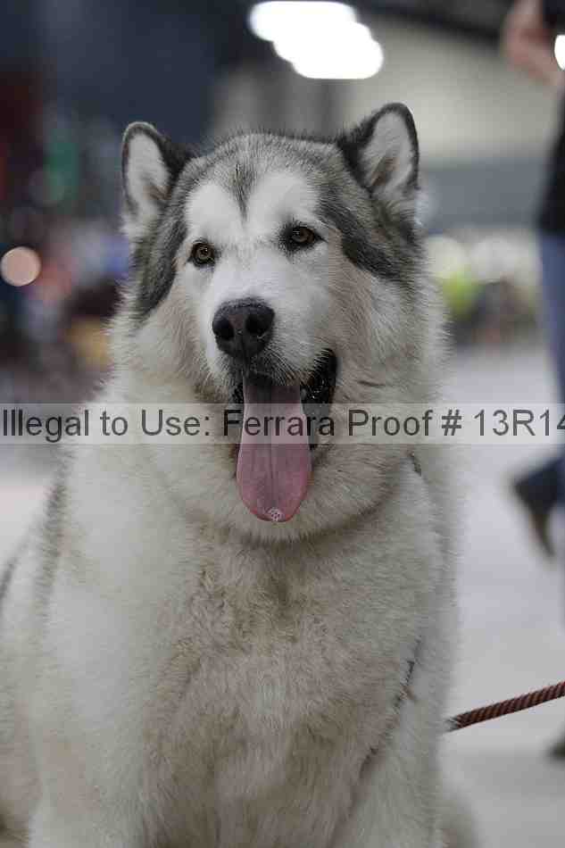 Proof 13r14_5198