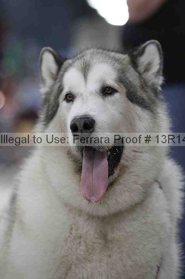 Proof 13r14_5199
