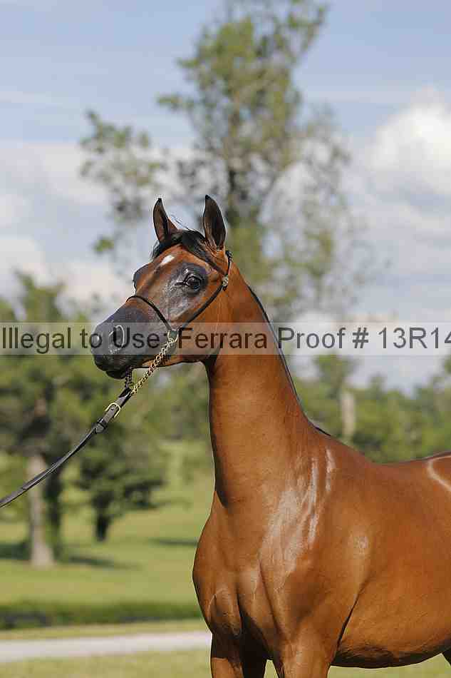 Proof 13r14_6952