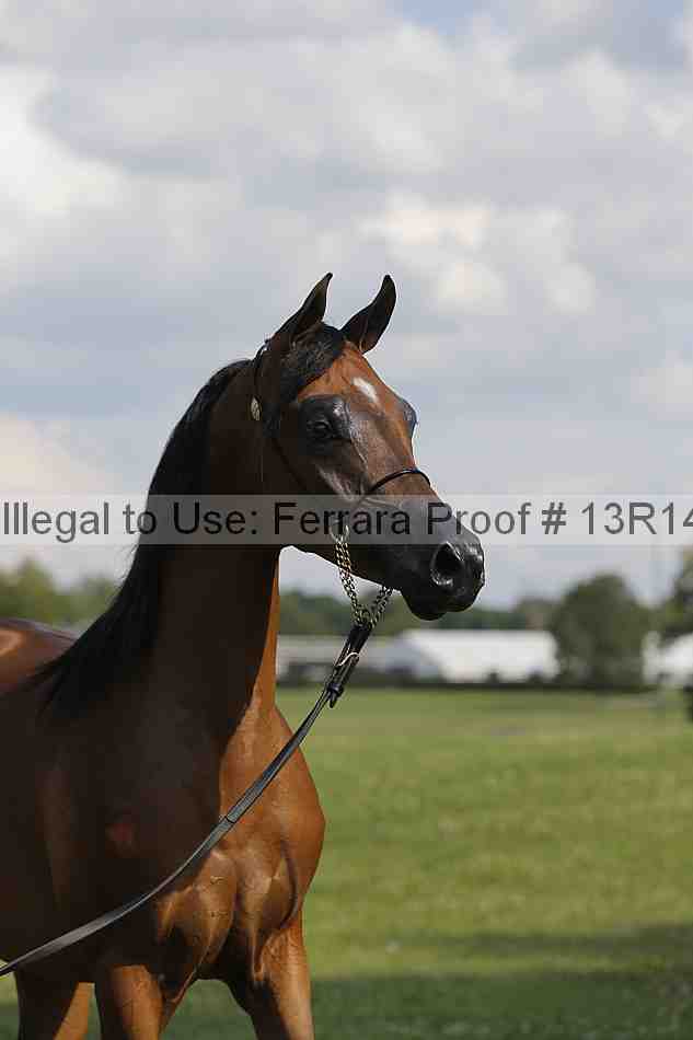 Proof 13r14_6965