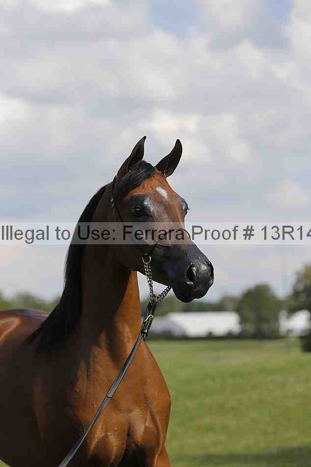Proof 13r14_6971