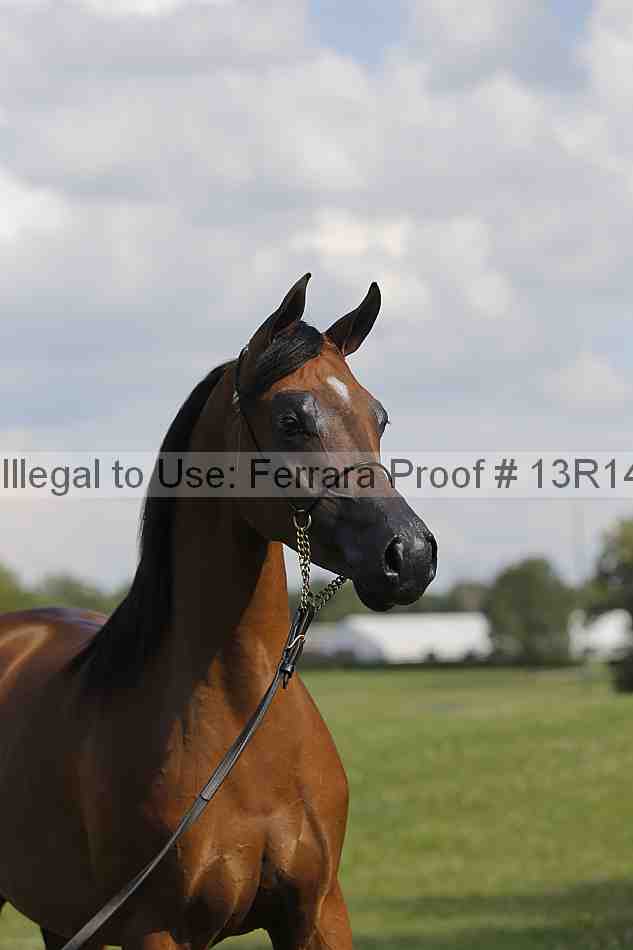 Proof 13r14_6972