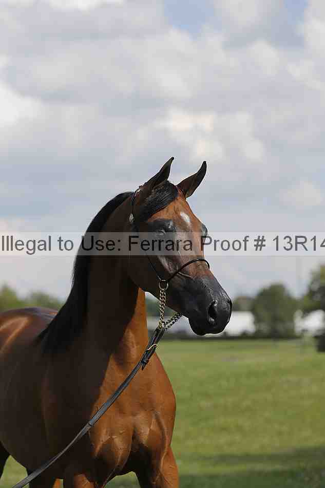 Proof 13r14_6973