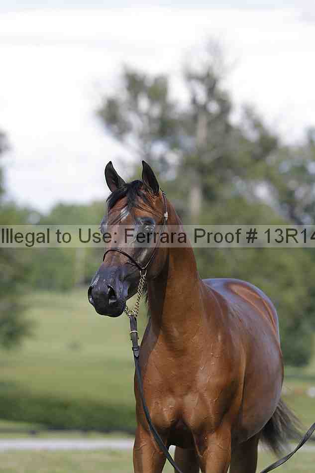 Proof 13r14_6979