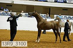 13r9_3100 proof