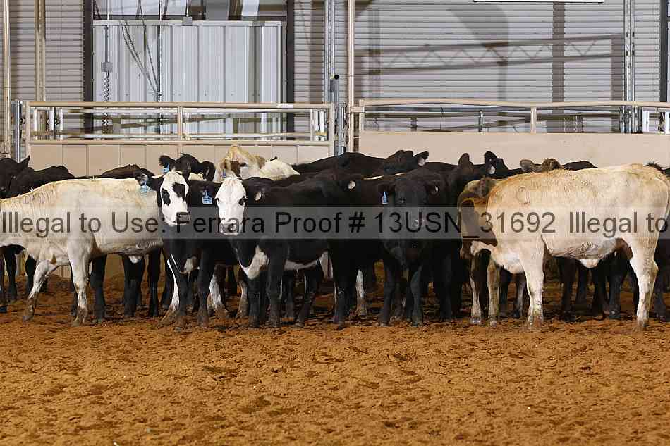 Proof 13usn_31692