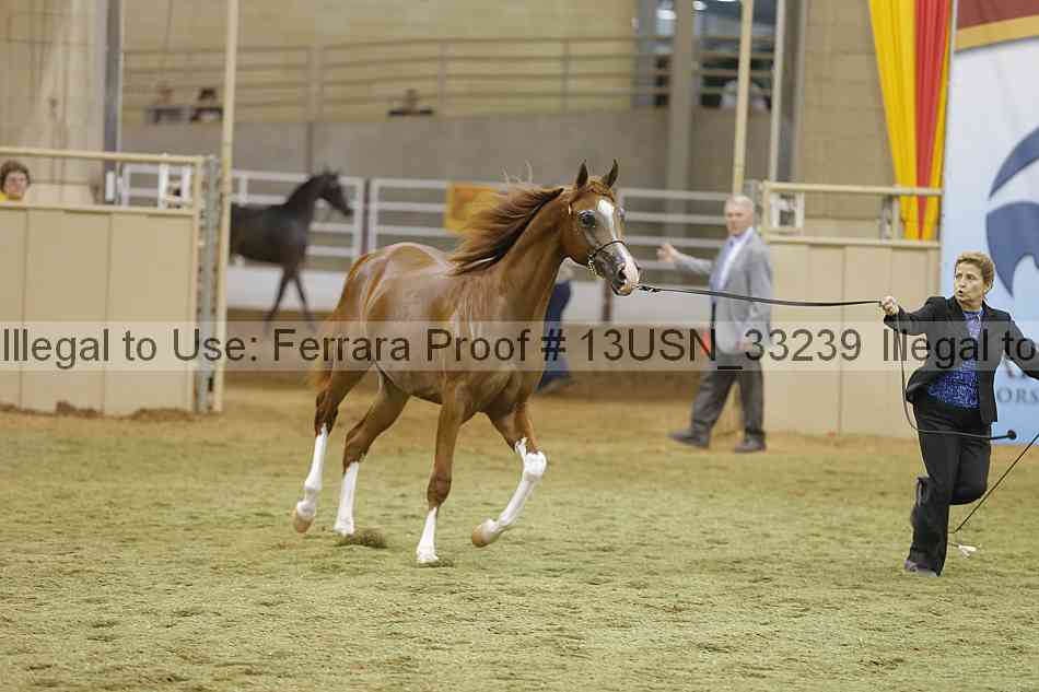 Proof 13usn_33239