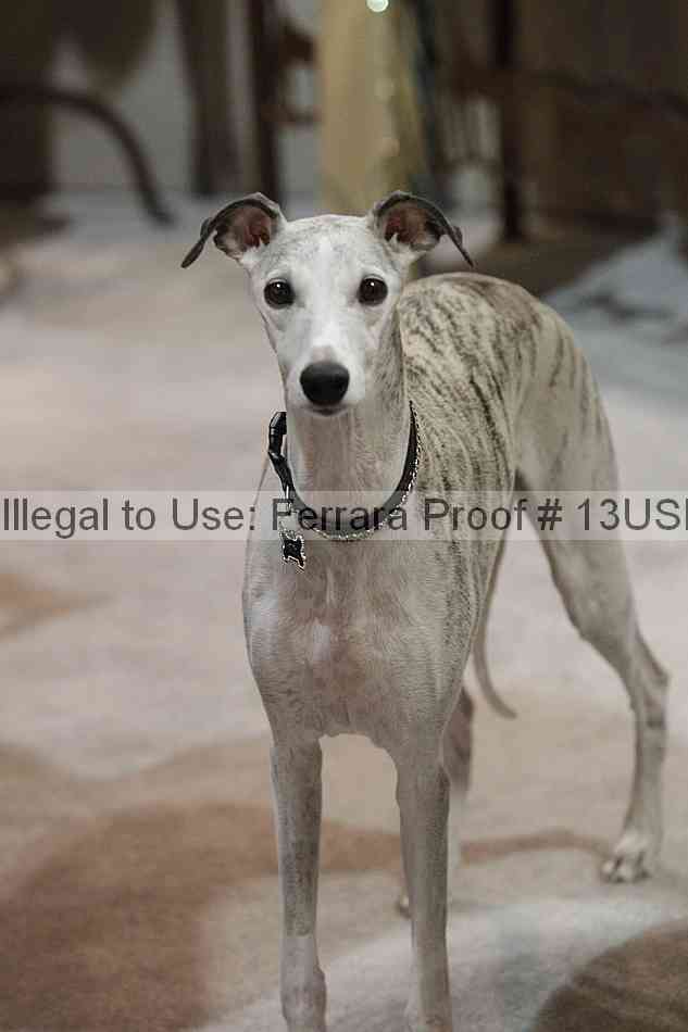 Proof 13usn_06524