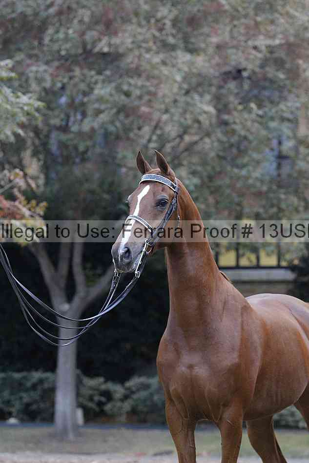 Proof 13usn_34375