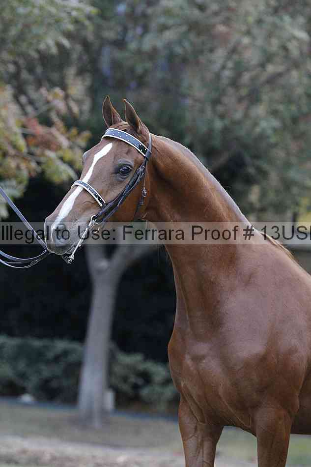 Proof 13usn_34379