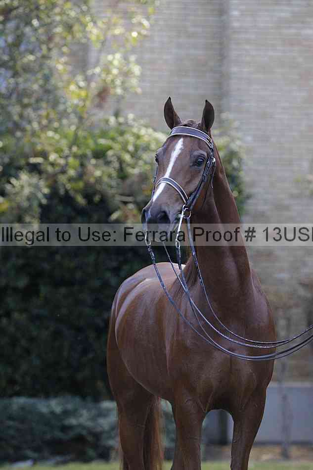 Proof 13usn_34388