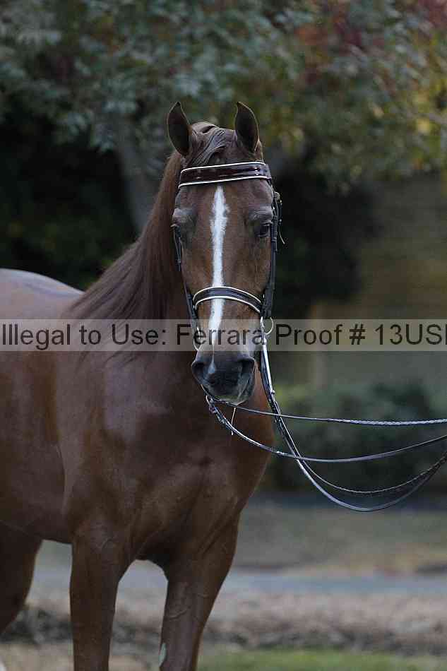 Proof 13usn_34390