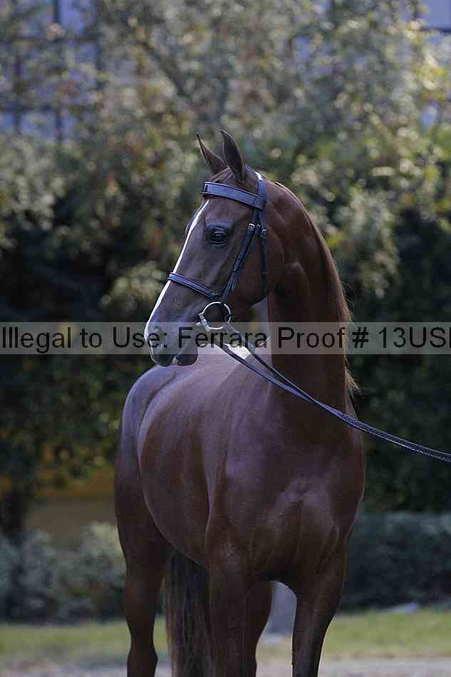 Proof 13usn_34392
