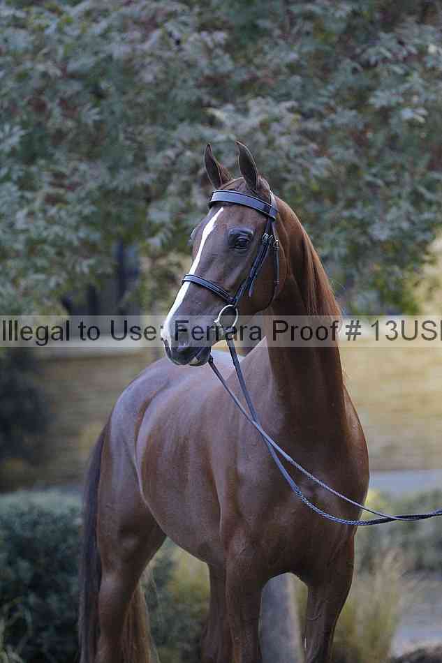Proof 13usn_34401